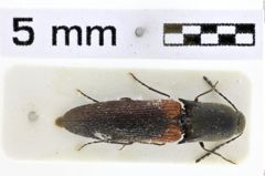 Foto (Dorsalansicht) von Priopus baumi (Platia & Schimmel, 2004)